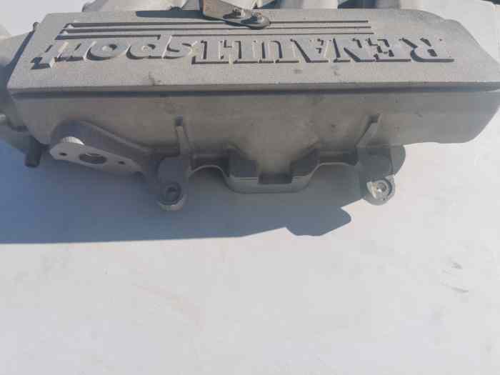 Plenium tattus 3